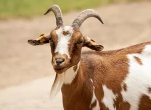 pemanfaatan daging qurban